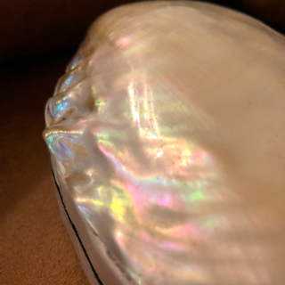 🐚貝殻で出来たアクセサリーケース🐚ジュエリーケース　小物入れの画像