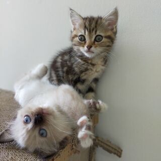 子猫のご家族募集中