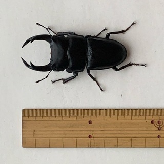 オオクワガタ能勢産オス77ミリ、メス52ミリ。元気で、餌をモリモ...