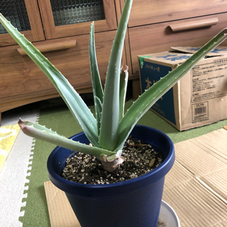 アロエベラ 苗の画像