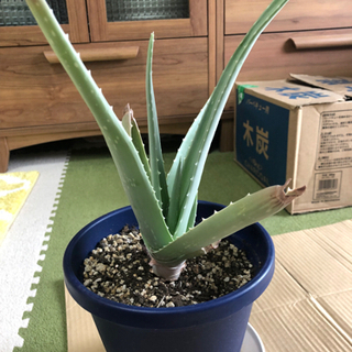 アロエベラ 苗