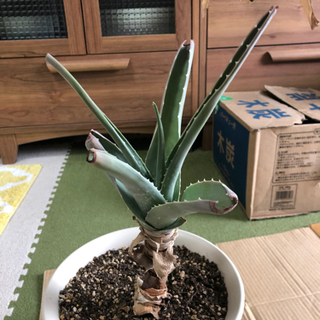 アロエベラの苗