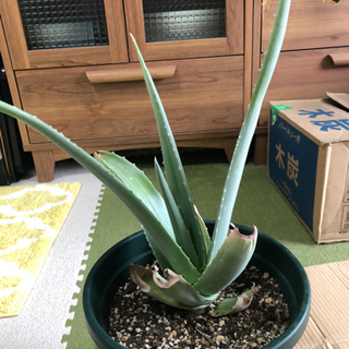 アロエベラ苗①の画像