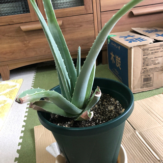 アロエベラ苗①