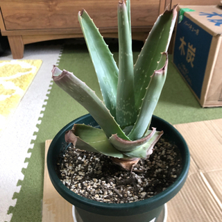 アロエベラ苗②
