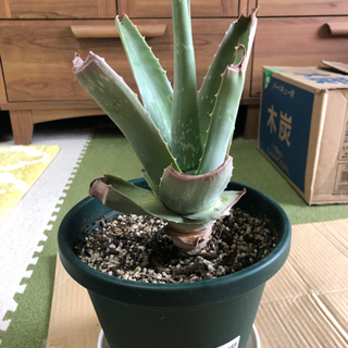 アロエベラ苗②の画像