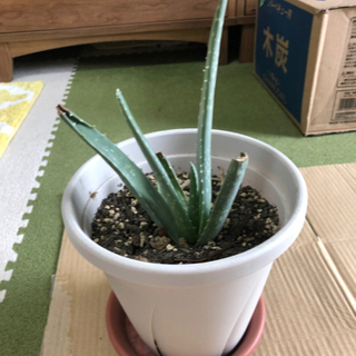 アロエベラ苗③の画像