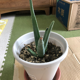 アロエベラ苗③
