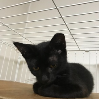 黒猫、美しい猫、ルナちゃんです。