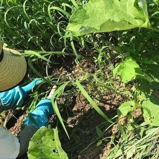 和歌山で援農ボランティア！雄大な景色を望みながら、土に緑に、触れ...