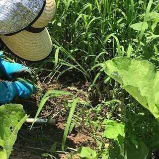 和歌山で援農ボランティア！雄大な景色を望みながら、土に緑に、触れてみませんか？ ～橋本市　“幻のはたごんぼ”　ごぼうの草引き作業～ - 橋本市