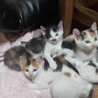 里親募集中（猫）