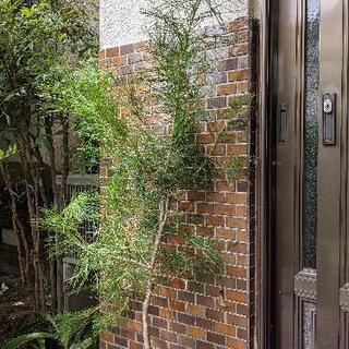 (商談中)【松】の画像