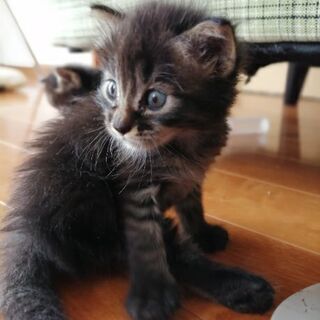 再開☆生後1ヶ月　仔猫5匹