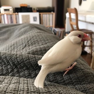 文鳥探しています！至急！