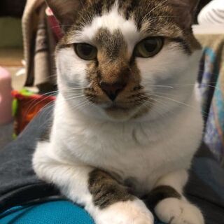 【保護しました】脱走猫を探しています