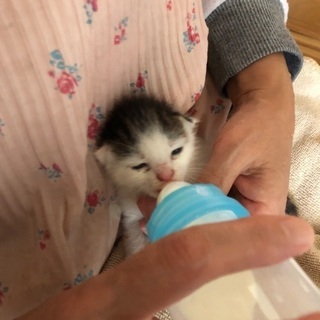 生後10日位です🐱背中のワンポイントの模様がレアなハット君❣️