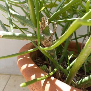 ミルクブッシュ お好きな袋で詰め放題の画像