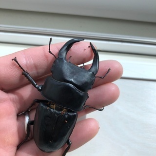 オオクワガタ新成虫ペア　
