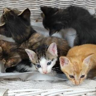 かわいい子猫たち