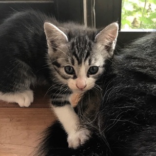 子猫の里親募集です