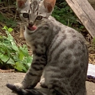 可愛い猫ちゃん