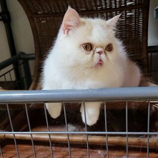 エキゾチックショートヘアの女の子