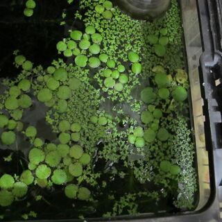 水草・浮き草　🍀🍀　③の画像