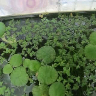 水草・浮き草　🍀🍀　③の画像