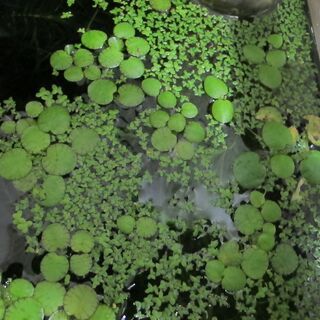 水草・浮き草　🍀🍀　③の画像