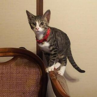 【生後4か月】仔猫 虎模様 メス