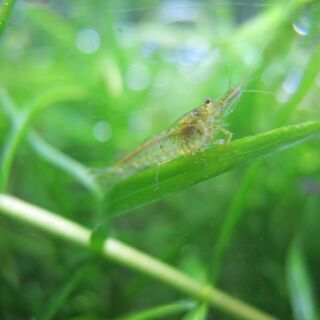 【ミナミヌマエビの交換🦐】全滅がイヤなので😢 - 横須賀市
