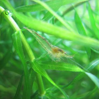 【ミナミヌマエビの交換🦐】全滅がイヤなので😢 - 交換したい