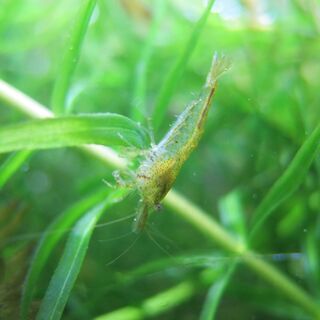 【ミナミヌマエビの交換🦐】全滅がイヤなので😢 - 助け合い