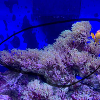 スターポリプ　ライブロック付きの画像