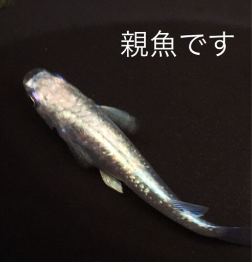 【サンセット極龍　ヒレ長　稚魚】　めだか　お譲りします