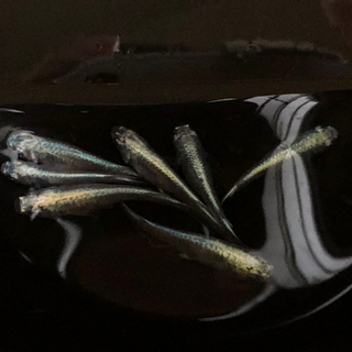 ミックスメダカの稚魚