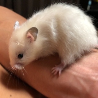 ハムスターの赤ちゃん