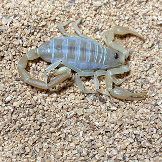 デューンスコーピオン Smeringurus mesaensis