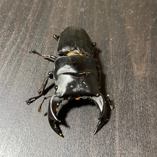オオクワガタ　極太血統　♂64ミリ