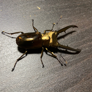 メタリフェルホソアカクワガタ 60ミリ程 WF1 ペレン島産②