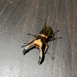 メタリフェルホソアカクワガタWF1ペレン産③