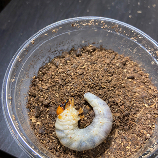 ニジイロクワガタ幼虫　3匹セット