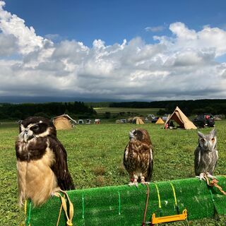 ふくろうとお散歩
