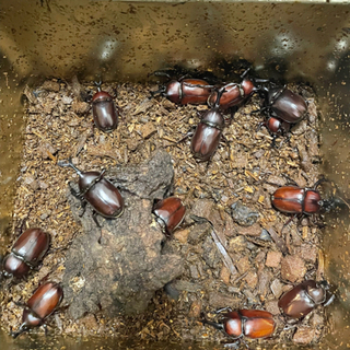 ⚠️カブト売り切れ❌最後まで読んで下さい＜(_ _)＞の画像
