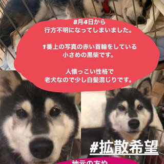 ⚠️迷子になりました⚠️黒柴 ひびきくん オス 