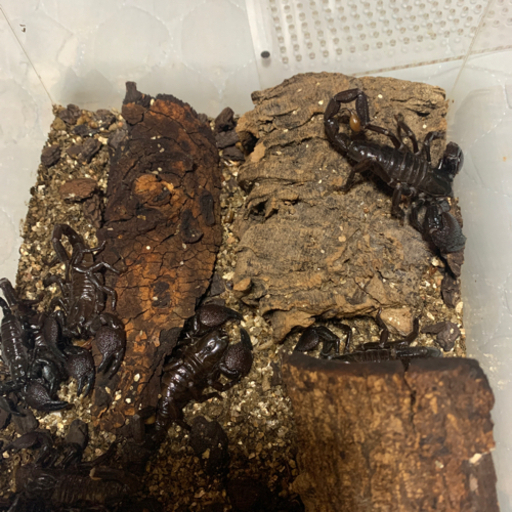 ダイオウサソリベビー12匹＋飼育ケース