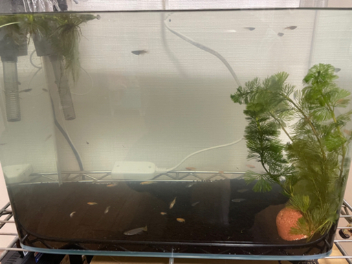 メダカ☆水槽☆その他飼育用品セット