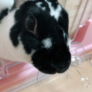 うさぎ ミニレッキス 2歳9ヶ月