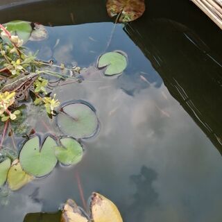 メダカをお譲りします